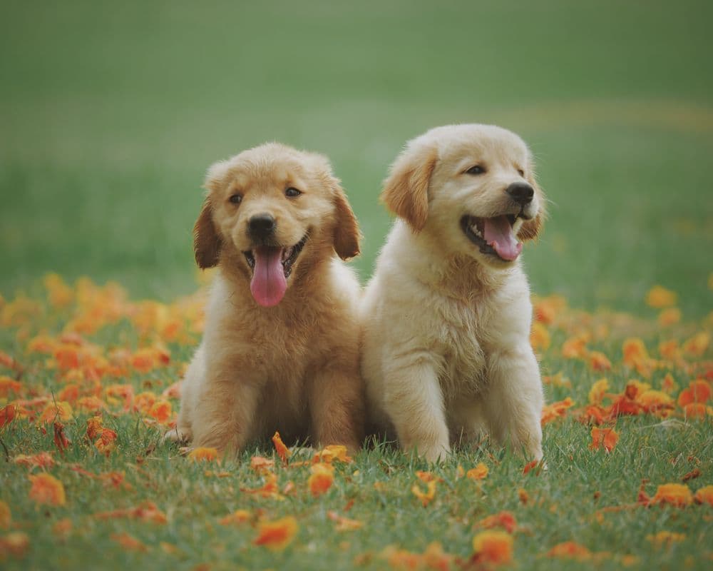 Pet Care