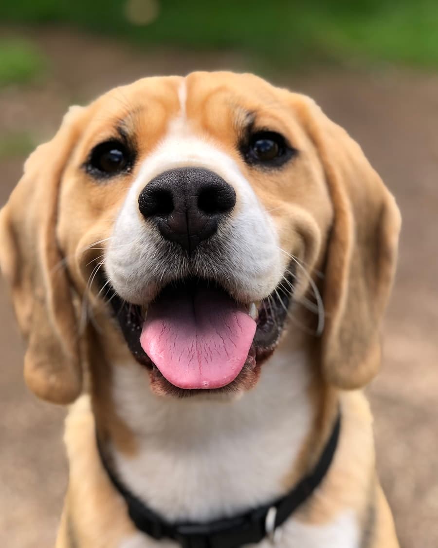 Pets healthcare and wellness