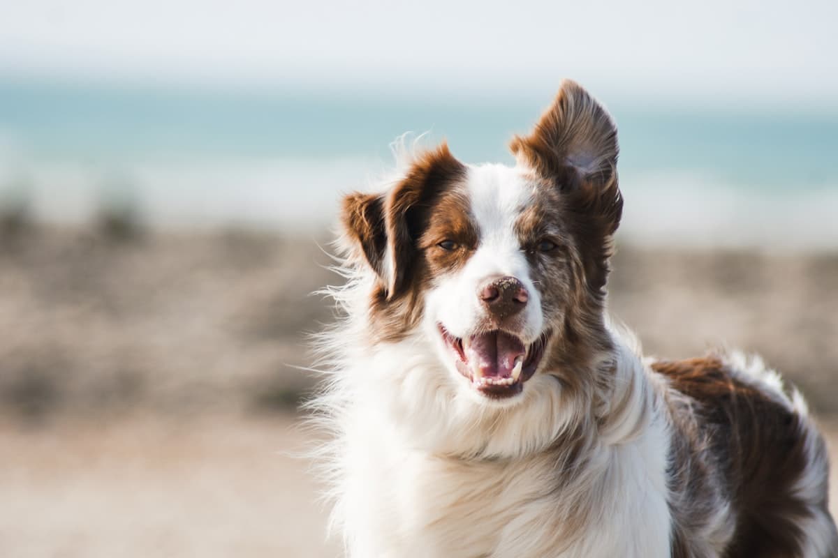 Pet Grooming Shampoo