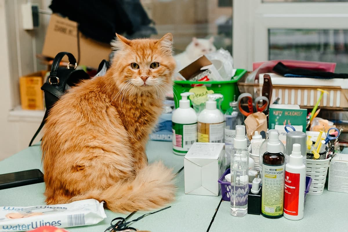 Veterinary